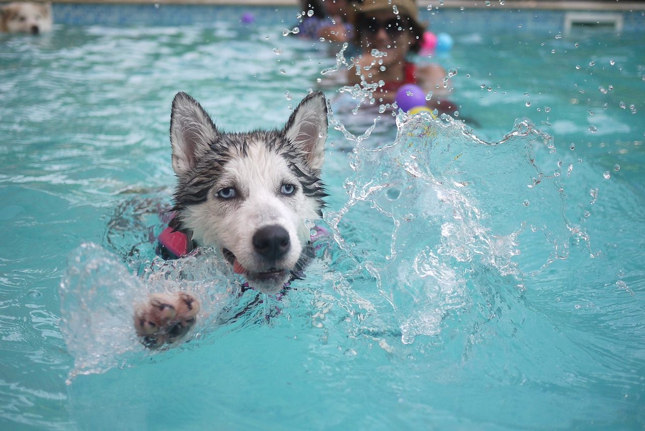 Pes v bazénu